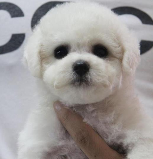 滨州犬舍狗场出售比熊犬狗市场卖狗在哪有买狗