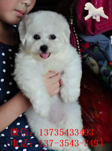 深圳宠物狗狗犬舍出售纯种比熊犬幼犬领养狗市场买狗卖狗