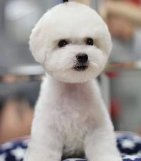 福州宠物狗狗犬舍出售纯种比熊犬幼犬领养狗市