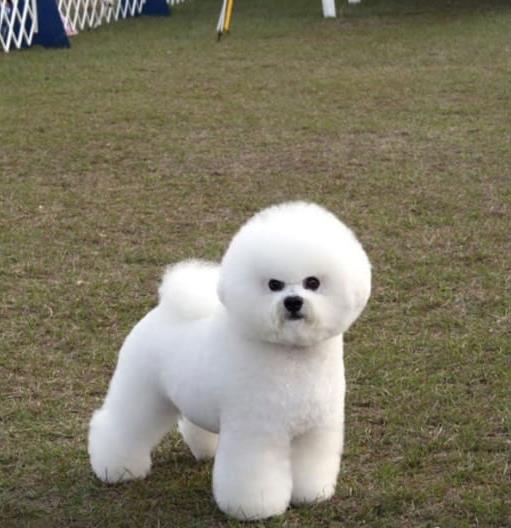 济南宠物狗犬舍出售纯种比熊犬 狗市场在哪宠