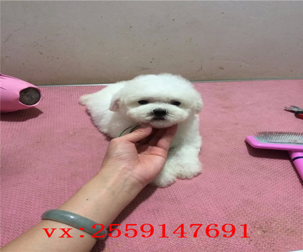 西安哪里卖比熊犬 西安纯种比熊价格 西安哪里卖便宜的比熊犬