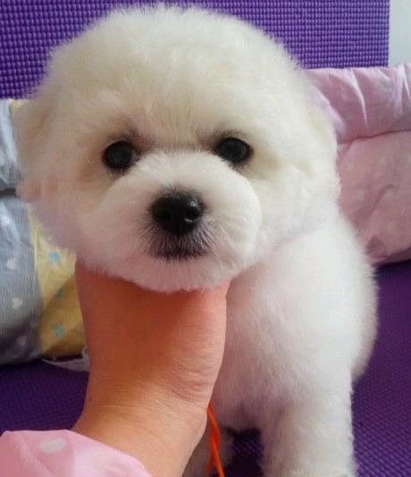 泸州犬舍狗场出售吉娃娃犬狗市场卖狗在哪有买