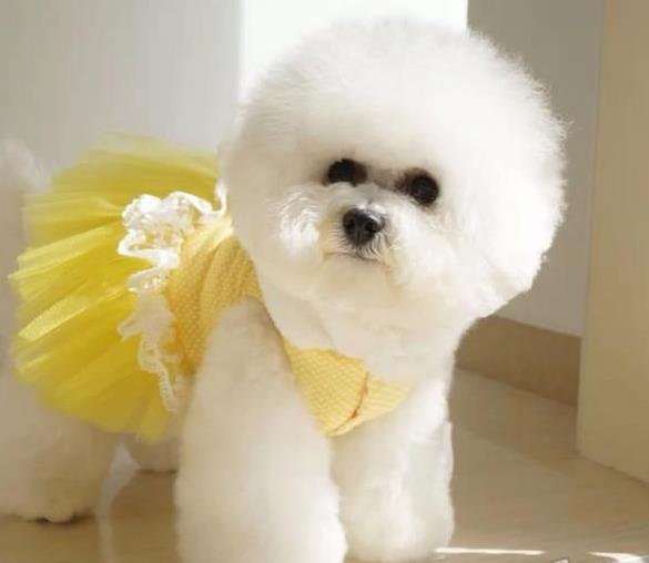 西安宠物狗犬舍出售纯种比熊犬 狗市场在哪宠