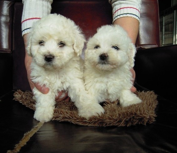 楚雄哪里买卖纯种比熊犬楚雄狗场出售比熊幼犬