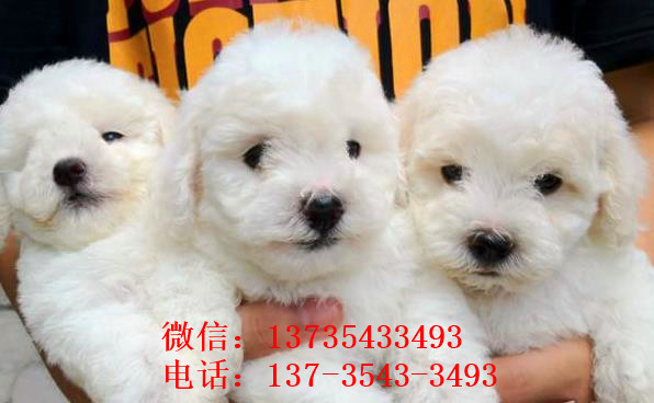 南昌宠物狗狗出售纯种比熊犬幼犬白色比熊狗领养