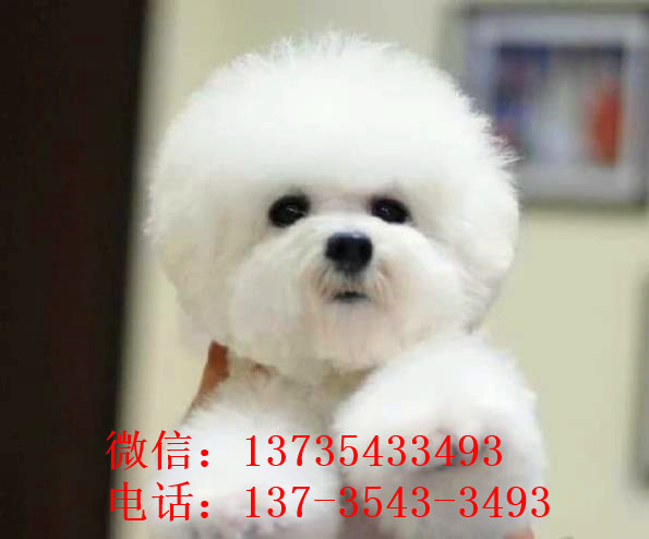 厦门宠物狗狗出售卷毛比熊犬幼犬狗仔领养小型