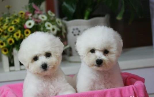 福州宠物狗狗犬舍出售纯种比熊犬幼犬领养狗市场买狗卖狗