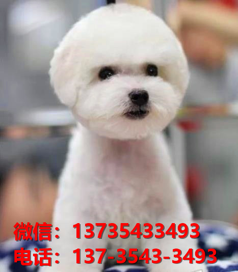 十堰犬舍 纯种比熊犬买卖 狗市场在哪 网上哪