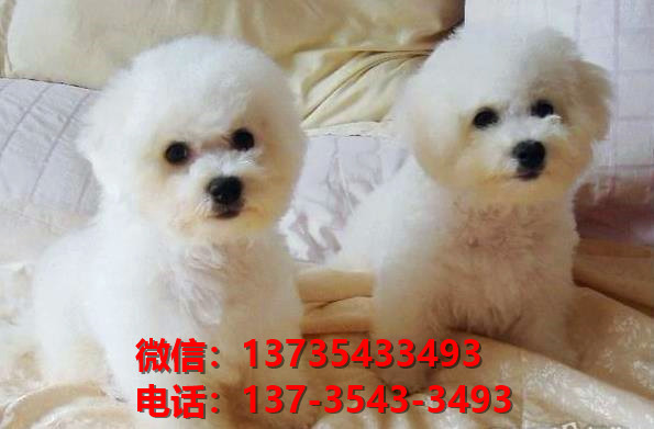 深圳宠物狗犬舍出售纯种比熊犬宠物狗市场在哪里卖狗哪里有狗狗买