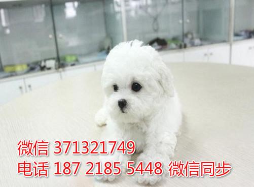 武汉狗狗 比熊纯种幼犬 武汉狗场 全国发货