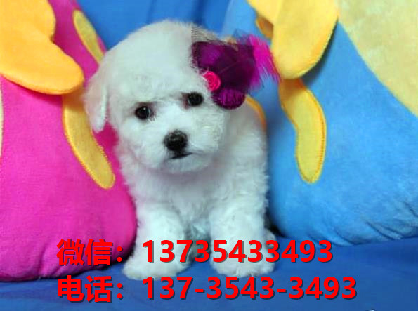 纯种比熊犬幼犬 福州宠物狗犬舍出售宠物狗狗 哪里有狗市卖狗买狗在哪