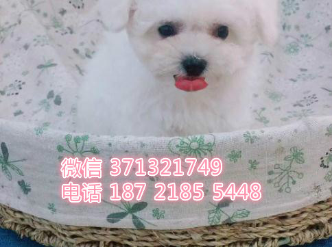 沈阳狗狗比熊出售纯种幼犬 特价宠物狗狗