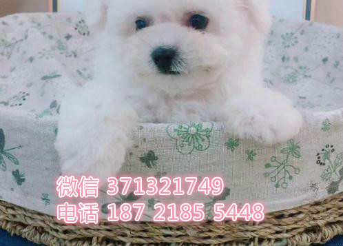 西安宠物 比熊犬出售纯种 西安犬舍在哪里