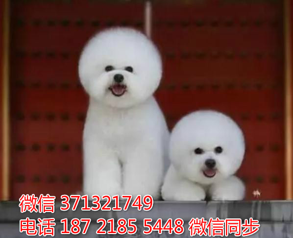 哈尔滨特惠 比熊犬出售纯种幼犬 哈尔滨市犬舍