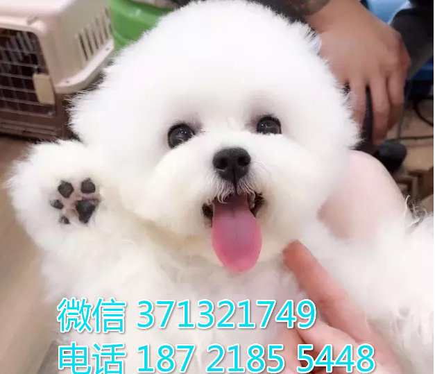 重庆特惠 比熊犬出售纯种幼犬 重庆犬舍宠物狗