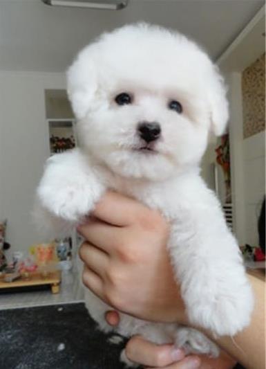 厦门宠物狗狗犬舍出售纯种比熊犬活体宠物狗市