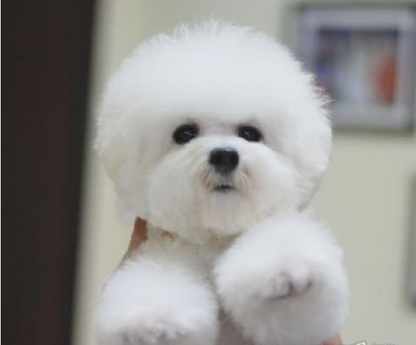 上海狗场出售纯种比熊犬宠物狗市场领养买狗卖