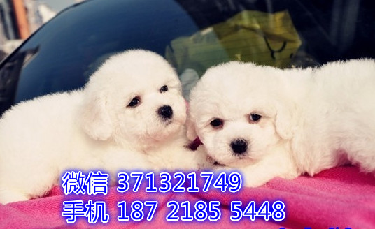 福州宠物 比熊犬出售纯种幼犬 福州犬舍特价宠物