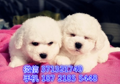 福州宠物 比熊犬出售纯种幼犬 福州犬舍特价宠