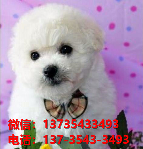 深圳宠物狗犬舍出售纯种比熊犬宠物狗市场在哪里卖狗哪里有狗狗买