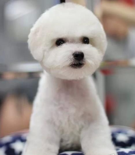 深圳宠物狗犬舍出售纯种比熊犬宠物狗市场在哪