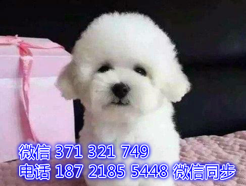 全国发货 上海 比熊出售纯种 上海犬舍 促销狗狗