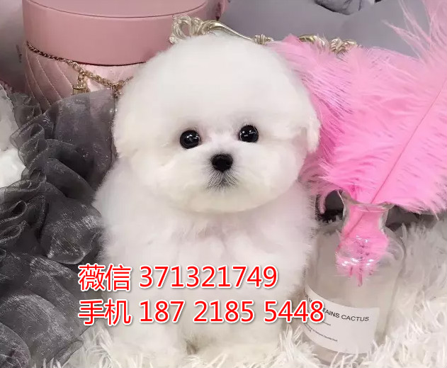 深圳宠物 比熊犬出售纯种幼犬 深圳宠物狗犬舍