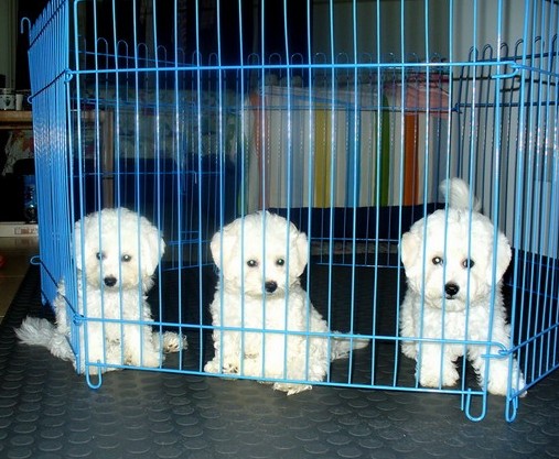 楚雄元谋本地狗场的比熊犬纯种健康好养