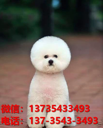 青岛宠物狗犬舍出售纯种比熊犬幼犬网上哪里有