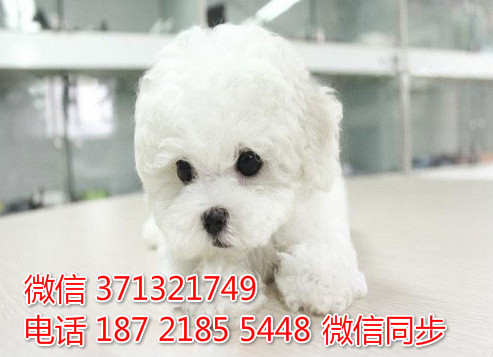 武汉狗狗 比熊纯种幼犬 武汉狗场 全国发货