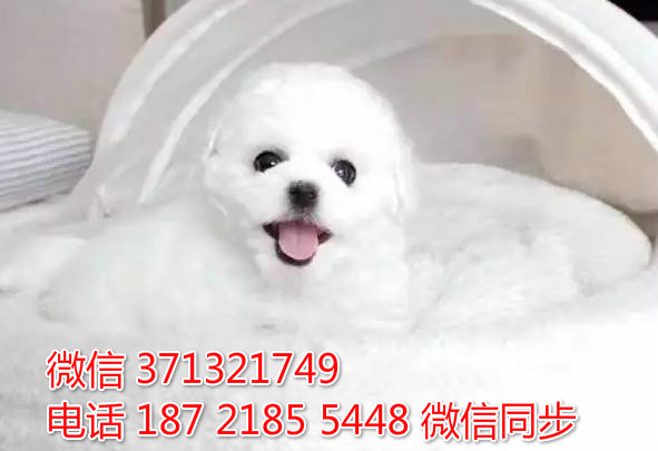 厦门特惠 比熊犬出售 厦门犬舍在哪里 厦门狗场