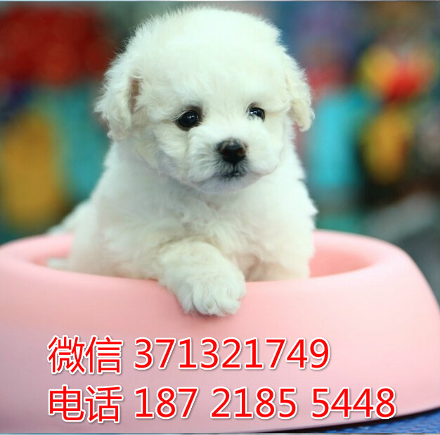 武汉宠物 比熊犬纯种幼犬 武汉本地繁殖 武汉