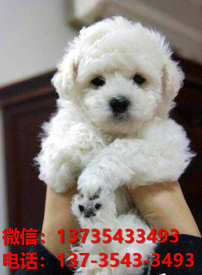 沈阳宠物狗犬舍出售纯种比熊犬幼犬网上哪里有