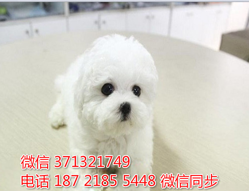 武汉狗狗 比熊纯种幼犬 武汉狗场 全国发货