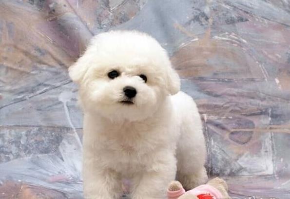 纯种比熊犬出售 长沙宠物狗犬舍领养宠物狗市