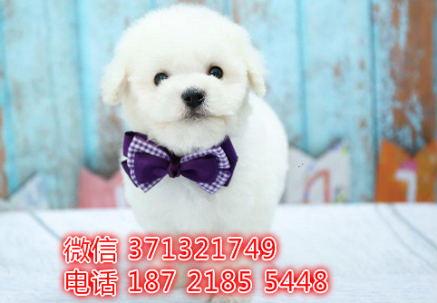 太原 比熊犬出售纯种幼犬 太原狗场繁殖太原犬舍