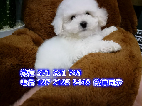 沈阳宠物 比熊犬出售纯种幼犬 沈阳狗场繁殖