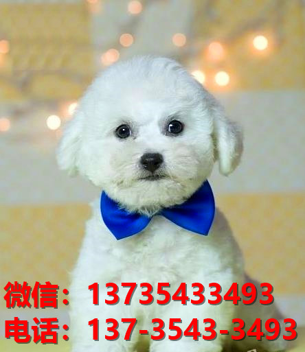 纯种比熊犬幼犬 福州宠物狗犬舍出售宠物狗狗 