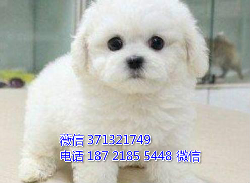 南昌宠物比熊犬出售纯种 南昌犬舍 南昌宠物哪