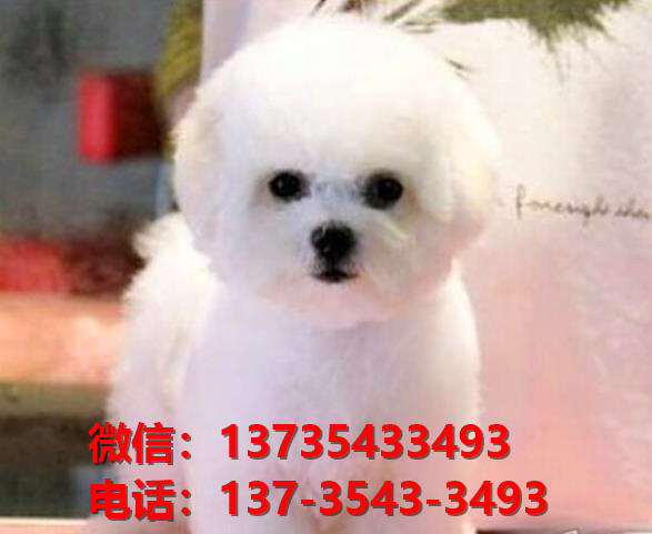 武汉犬舍出售纯种比熊犬活体宠物狗哪里有卖狗买狗领养狗市场在哪