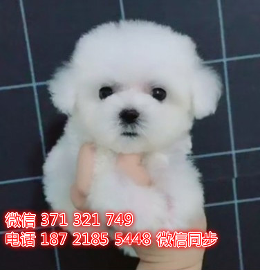 沈阳特惠 宠物 比熊犬出售 沈阳犬舍狗场在哪