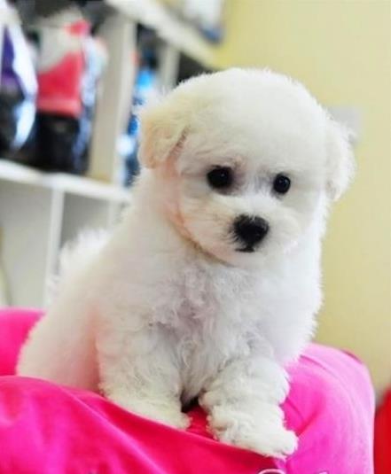 陕西西安犬舍出售纯种比熊犬宠物狗市场在哪卖