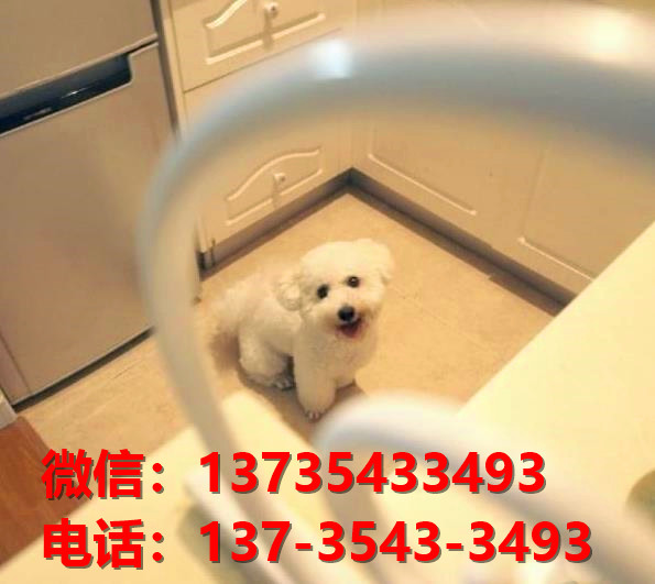 纯种比熊犬幼犬 福州宠物狗犬舍出售宠物狗狗 哪里有狗市卖狗买狗在哪