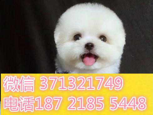 哈尔滨狗狗 比熊犬出售纯种幼犬 哈尔滨犬舍 