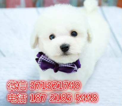 太原 比熊犬出售纯种幼犬 太原狗场繁殖太原犬舍