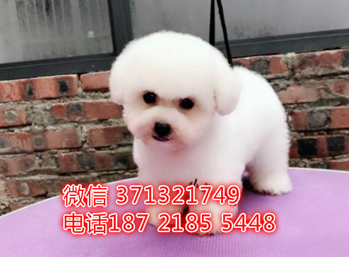 哈尔滨宠物 比熊犬出售纯种幼犬 哈尔滨狗场在哪里