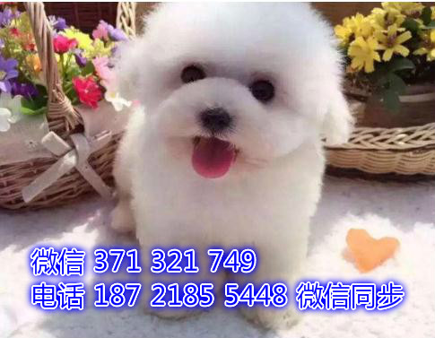 哈尔滨宠物狗狗 比熊犬出售 哈尔滨狗场繁殖 特价