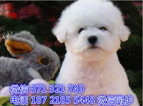 武汉宠物狗狗 比熊犬出售纯种幼犬 武汉特价促销