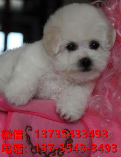 纯种比熊犬幼犬 福州宠物狗犬舍出售宠物狗狗 哪里有狗市卖狗买狗在哪