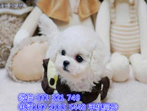 比熊幼犬出售纯种 狗场直销宠物 哪里有宠物狗